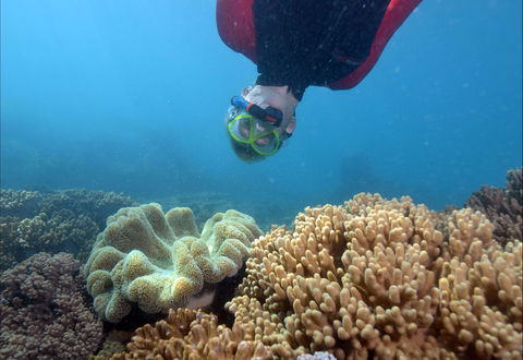 Geoffrey Bay Snorkel Trail - Tourism Hervey Bay 0