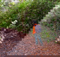 Gibraltar-Washpool World Heritage Walk - Hervey Bay Accommodation