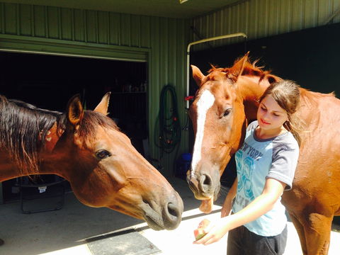 Iris Lodge Alpacas - Hervey Bay Accommodation 0