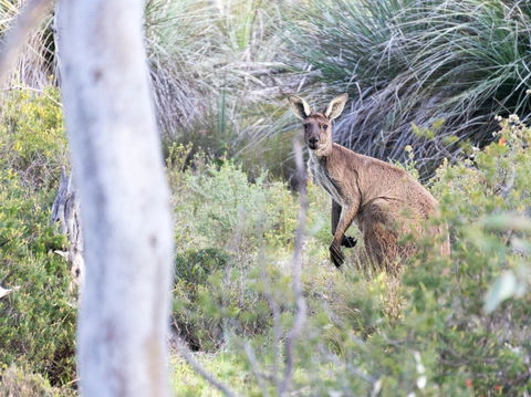 Kaiserstuhl Conservation Park - Hervey Bay Accommodation 0