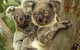 Koalas In Gunnedah - thumb 0