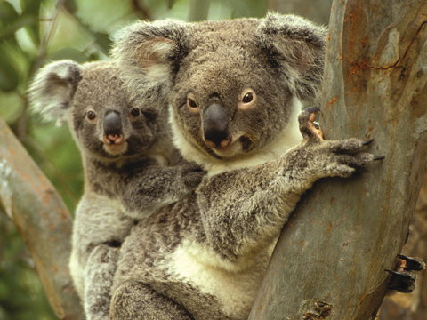 Koalas In Gunnedah - Tourism Hervey Bay 0