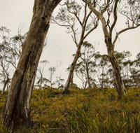 Mountaineer-Glowang trail - Hervey Bay Accommodation