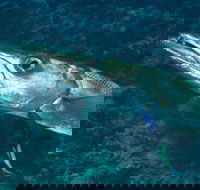 Norman Reef Dive Site