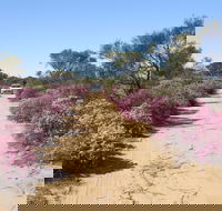 Reynoldson's Flora Reserve - Tourism Hervey Bay
