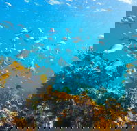Snorkelling McKenzies Beach - Hervey Bay Accommodation