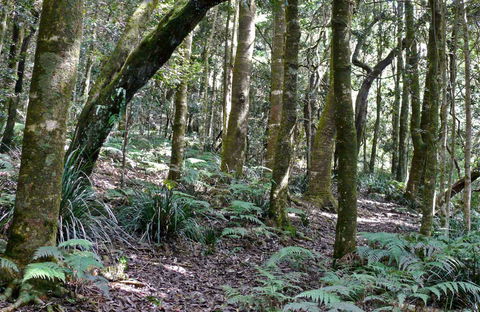 Summit Walking Track, Mount Hyland Nature Reserve - Hervey Bay Accommodation 0
