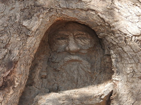 The Face Tree Near Burke And Wills Dig Tree - Tourism Hervey Bay 0