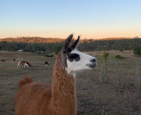 The Llama Farm - Tourism Hervey Bay 0