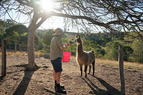 The Llama Farm - Tourism Hervey Bay 2