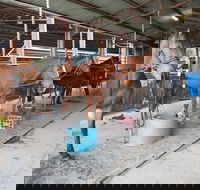 The Equine Club - Hervey Bay Accommodation
