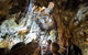 Jenolan Caves: Chifley Cave Tour - thumb 4
