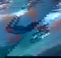 Small-Group Underwater Scooter Experience in Clovelly - Hervey Bay Accommodation