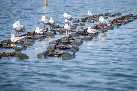 Catch A Crab Tour With Optional Seafood Lunch - Tourism Hervey Bay 2