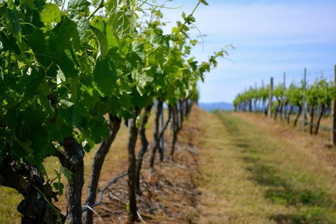 Hunter Valley Wine Tour Ex Newcastle Incl Lunch, Cheese, Chocolate & Distillery - Hervey Bay Accommodation 9