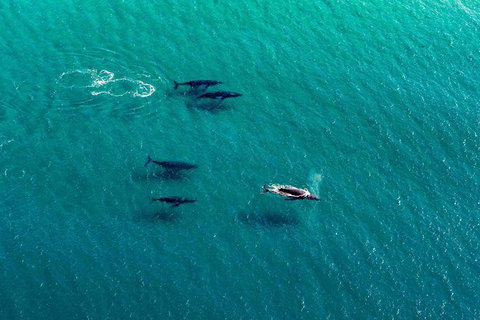 Coast And Vineyard Flight From The Hunter Valley - Hervey Bay Accommodation 1