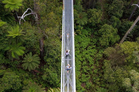 Illawarra Fly Treetop Adventures Treetop Walk Admission Ticket - Tourism Hervey Bay 4