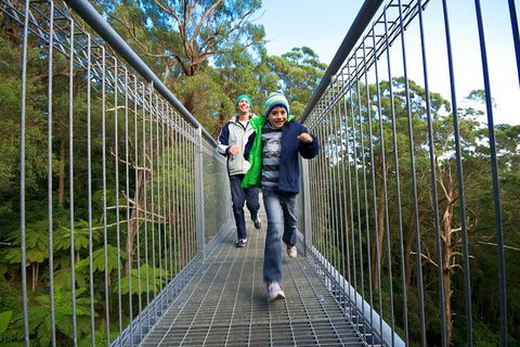 Illawarra Fly Treetop Adventures Treetop Walk Admission Ticket - Tourism Hervey Bay 7