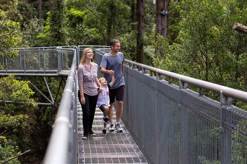 Illawarra Fly Treetop Adventures Treetop Walk Admission Ticket - Tourism Hervey Bay 1