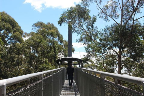 Illawarra Fly Treetop Adventures Admission Including Zipline Tour - Tourism Hervey Bay 2