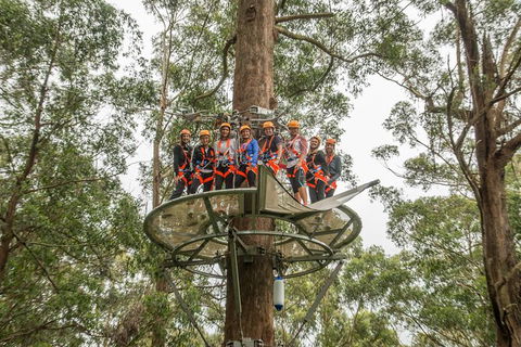 Illawarra Fly Treetop Adventures Admission Including Zipline Tour - Tourism Hervey Bay 4