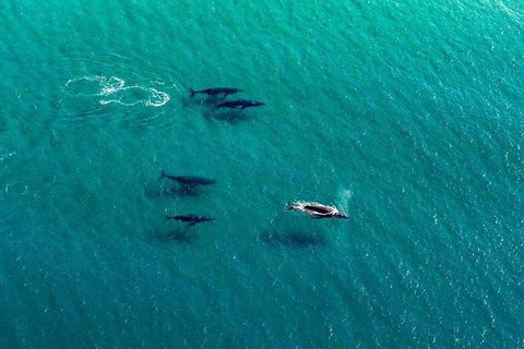 40-45 Minute Port Stephens And Stockton Beach Helicopter Flight - For 2 - Hervey Bay Accommodation 5