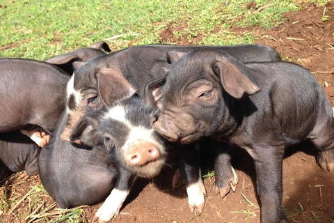 Paddock To Plate Farm Tour And Tasting - Tourism Hervey Bay 9