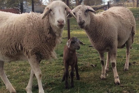 Paddock To Plate Farm Tour And Tasting - Tourism Hervey Bay 7