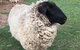 Paddock To Plate Farm Tour And Tasting - thumb 3