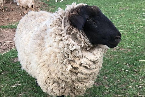 Paddock To Plate Farm Tour And Tasting - Tourism Hervey Bay 3