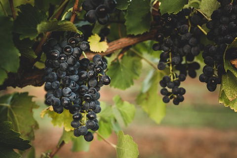 Hideaway Private Tours Hunter Valley - Tourism Hervey Bay 9