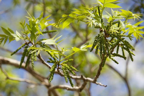 Pecan Farm Tour And Workshop, Byron Bay Hinterland - Hervey Bay Accommodation 2