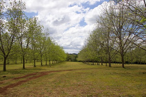 Pecan Farm Tour And Workshop, Byron Bay Hinterland - Hervey Bay Accommodation 6