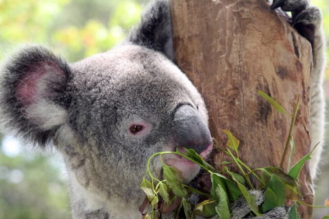 Private 10-hour Tour To Blue Mountains From Sydney - Hotel Pick Up & Drop Off - Tourism Hervey Bay 2