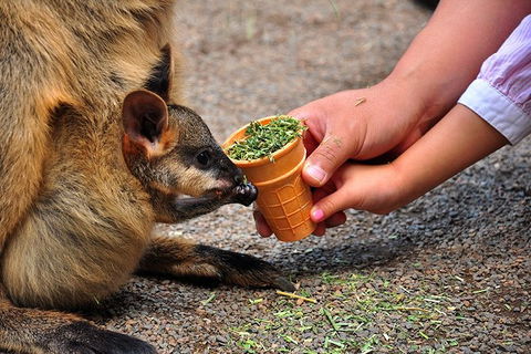 Blue Mountains Highlights & Wildlife Park - Tourism Hervey Bay 3