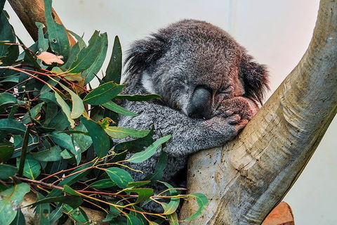Blue Mountains Highlights & Wildlife Park - Tourism Hervey Bay 1