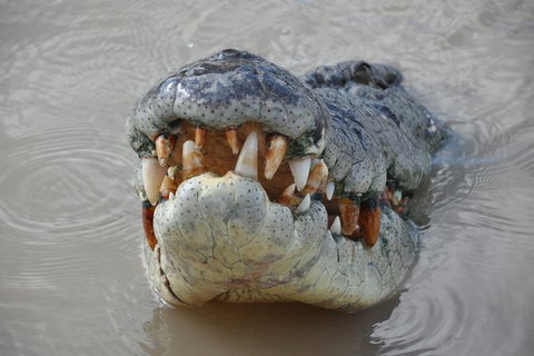 Jumping Crocodile Day Trip From Darwin - Tourism Hervey Bay 0