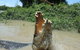 Jumping Crocodile Day Trip From Darwin - thumb 4