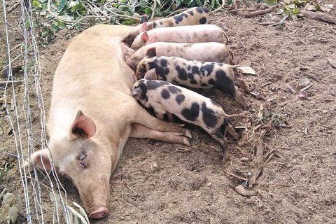 Full-Day Private Guided Tour To Litchfield National Park - Tourism Hervey Bay 2