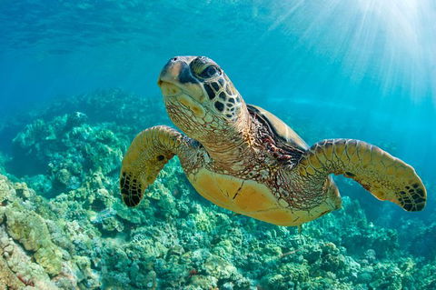 All Inclusive Dolphin And Tangalooma Wrecks Cruise - Hervey Bay Accommodation 6