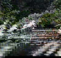 Everglades Eco Safari to Australia's Everglades - Hervey Bay Accommodation