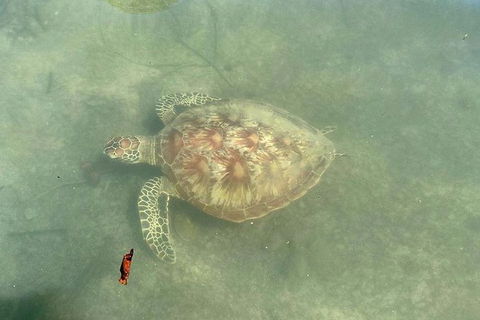 Kayak Turtle Tour From Palm Cove - Tourism Hervey Bay 32