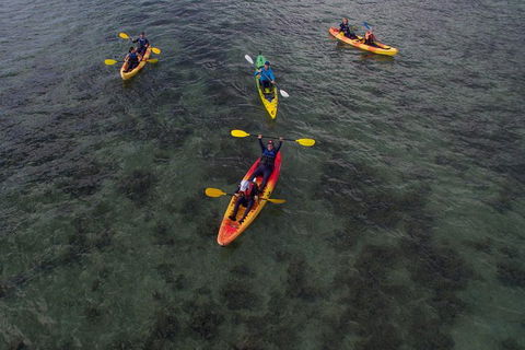 Kayak Turtle Tour From Palm Cove - Tourism Hervey Bay 35