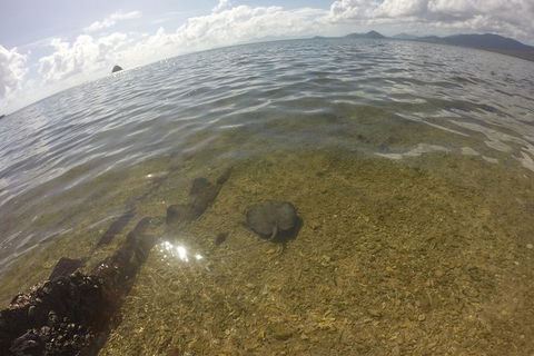 Kayak Turtle Tour From Palm Cove - Tourism Hervey Bay 19