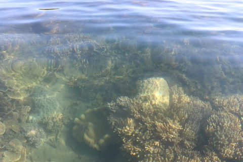 Kayak Turtle Tour From Palm Cove - Tourism Hervey Bay 38