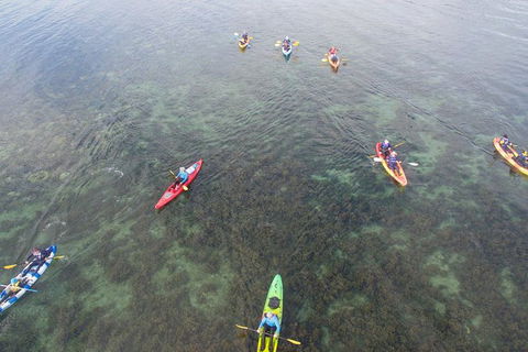 Kayak Turtle Tour From Palm Cove - Tourism Hervey Bay 42