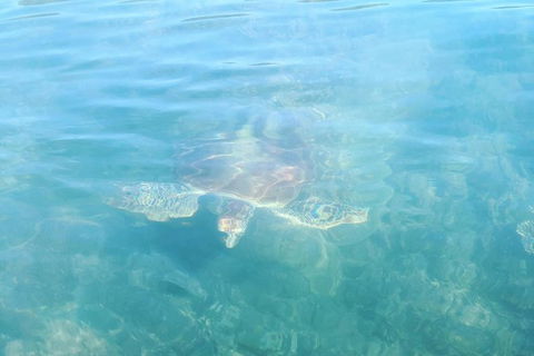 Kayak Turtle Tour From Palm Cove - Tourism Hervey Bay 40