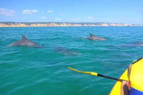 Kayak With Dolphins And 4WD Great Beach Drive Day Trip From Noosa - Hervey Bay Accommodation 11