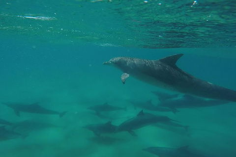 Kayak With Dolphins And 4WD Great Beach Drive Day Trip From Noosa - Hervey Bay Accommodation 10