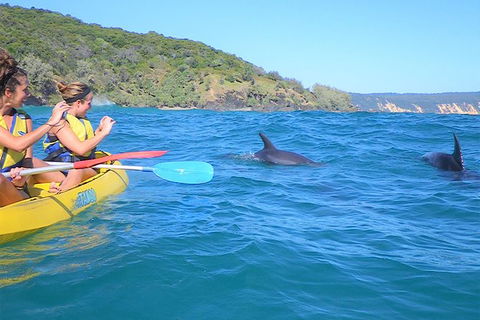Kayak With Dolphins And 4WD Great Beach Drive Day Trip From Noosa - Hervey Bay Accommodation 5